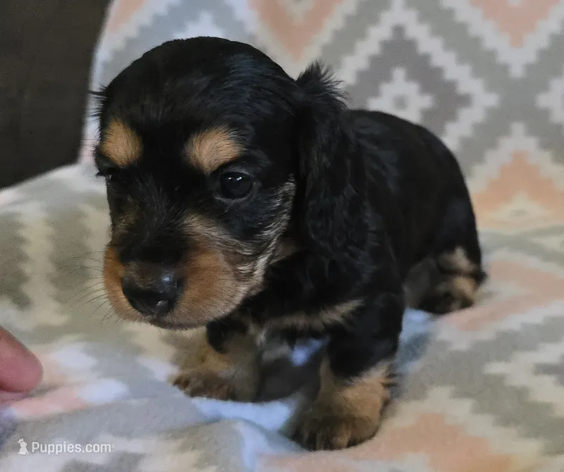 Gracie.   F.     ACA – Dachshund puppy for sale in Westminster, SC