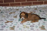 Arabella. F AKC mc# 9103, a female Dachshund for sale in Westminster, SC – 7 of 10