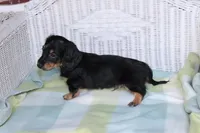 Newly. M AKC , a male Dachshund for sale in Westminster, SC – 6 of 9