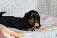 Peaches. AKC. F  MC #9107, a female Dachshund for sale in Westminster, SC – 8 of 10