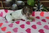 Bella. F  AKC, a female Dachshund for sale in Westminster, SC – 2 of 10