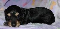 Prince.     M.   ACA, a male Dachshund for sale in Westminster, SC – 6 of 9