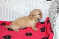 Doc M Cream, a male Dachshund for sale in Westminster, SC – 2 of 9