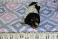 Bonnie.  F.  AKC , a female Dachshund for sale in Westminster, SC – 2 of 10