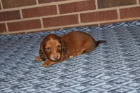 Asher M. AKC  mchip #9111, a male Dachshund for sale in Westminster, SC – 2 of 8