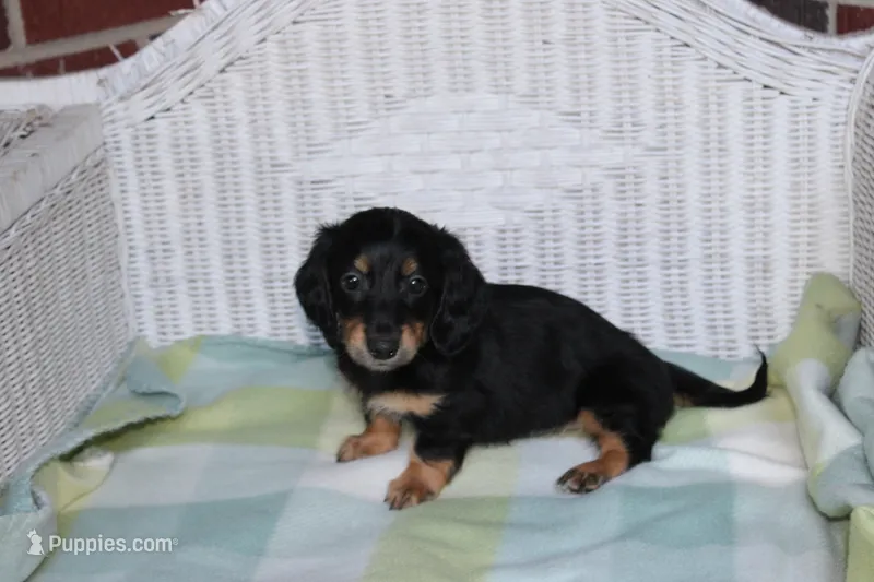 Newly. M AKC  – Dachshund puppy for sale in Westminster, SC