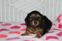 Athena. F AKC. Mchip # 9109, a female Dachshund for sale in Westminster, SC – 5 of 10