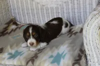 Bernie..M.   AKC , a male Dachshund for sale in Westminster, SC – 3 of 10