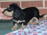 Patty. F AKC mchip #4767, a female Dachshund for sale in Westminster, SC – 7 of 10