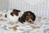 Azalea  F  AKC  mc 22539, a female Dachshund for sale in Westminster, SC – Photo 7 of 9