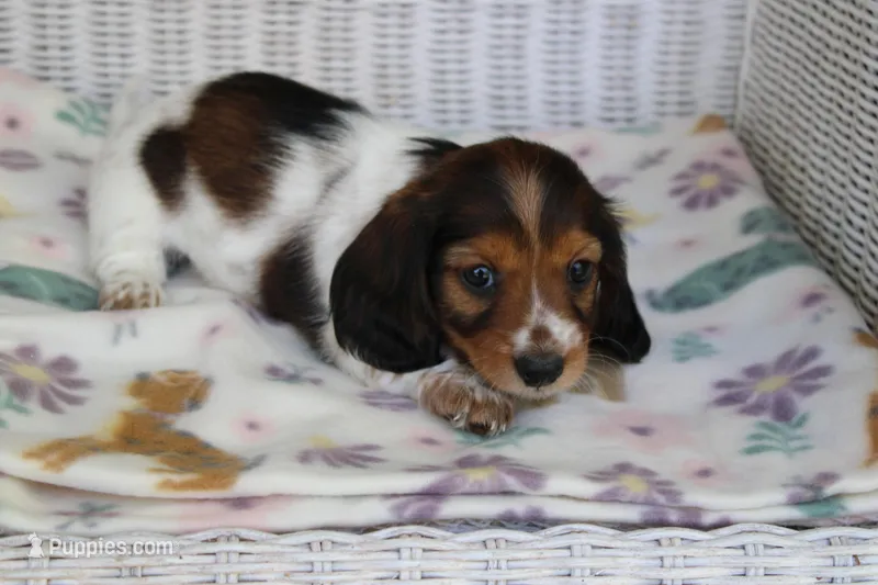 Azalea  F  AKC  mc 22539 – Dachshund puppy for sale in Westminster, SC