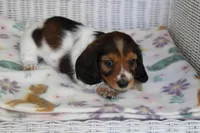 Azalea  F  AKC  mc 22539, a female Dachshund for sale in Westminster, SC – Photo 1 of 9