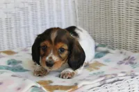 Azalea  F  AKC  mc 22539, a female Dachshund for sale in Westminster, SC – Photo 4 of 9