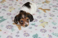 Azalea  F  AKC  mc 22539, a female Dachshund for sale in Westminster, SC – Photo 6 of 9