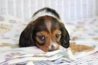 Azalea  F  AKC  mc 22539, a female Dachshund for sale in Westminster, SC – Photo 5 of 9