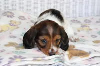 Azalea  F  AKC  mc 22539, a female Dachshund for sale in Westminster, SC – Photo 2 of 9