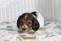 Azalea  F  AKC  mc 22539, a female Dachshund for sale in Westminster, SC – Photo 3 of 9