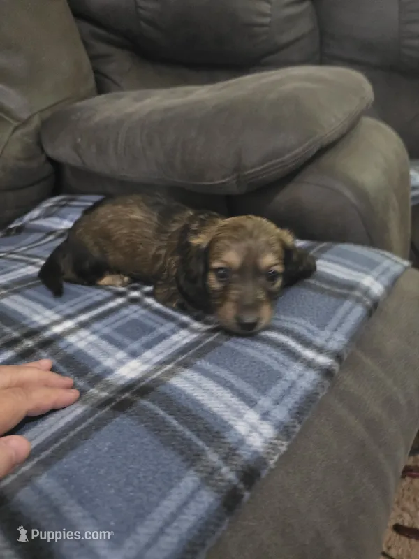 Gabriel.   M.   ACA – Dachshund puppy for sale in Westminster, SC
