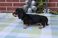 Newly. M AKC , a male Dachshund for sale in Westminster, SC – 3 of 9