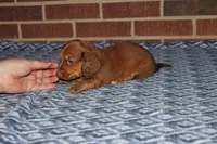 Asher M. AKC  mchip #9111, a male Dachshund for sale in Westminster, SC – 3 of 8