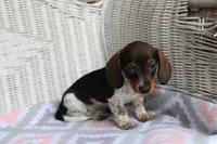 DewDrop  F  AKC  mchip 22531, a female Dachshund for sale in Westminster, SC – Photo 2 of 10