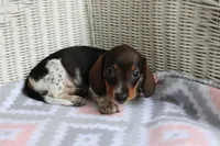 DewDrop  F  AKC  mchip 22531, a female Dachshund for sale in Westminster, SC – Photo 4 of 10