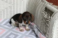 DewDrop  F  AKC  mchip 22531, a female Dachshund for sale in Westminster, SC – Photo 6 of 10