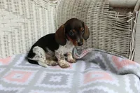 DewDrop  F  AKC  mchip 22531, a female Dachshund for sale in Westminster, SC – Photo 7 of 10