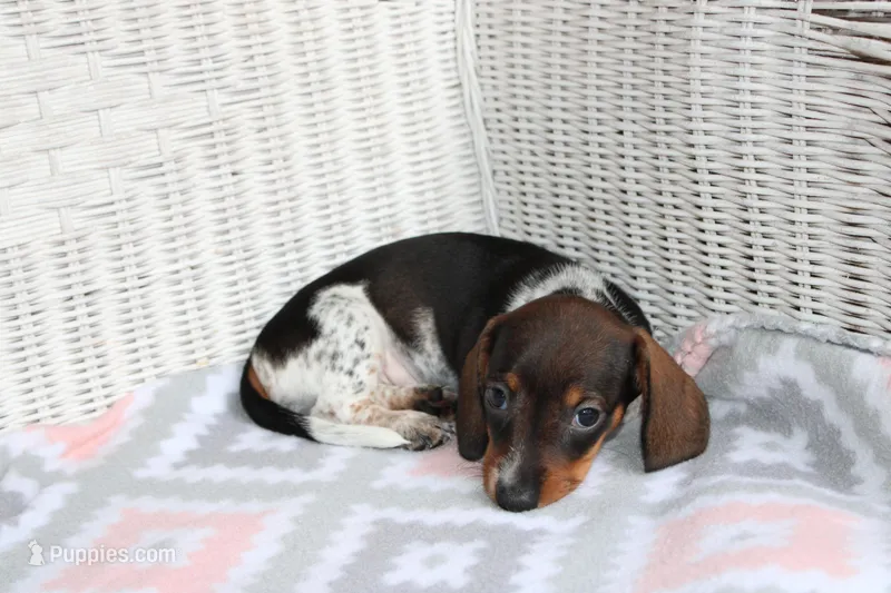 DewDrop  F  AKC  mchip 22531, a female Dachshund for sale in Westminster, SC – Photo 1 of 10