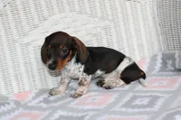 DewDrop  F  AKC  mchip 22531, a female Dachshund for sale in Westminster, SC – Photo 3 of 10