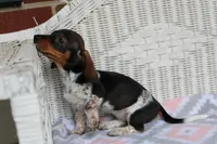 DewDrop  F  AKC  mchip 22531, a female Dachshund for sale in Westminster, SC – Photo 5 of 10