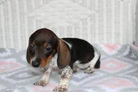 DewDrop  F  AKC  mchip 22531, a female Dachshund for sale in Westminster, SC – Photo 8 of 10