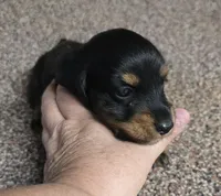 Pipsqueak  F  AKC, a female Dachshund for sale in Westminster, SC – 4 of 8