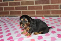 Athena. F AKC. Mchip # 9109, a female Dachshund for sale in Westminster, SC – 4 of 10