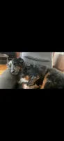 Dahlia, a female Cairn Terrier and Border Collie for sale in New Hartford, NY – 3 of 7