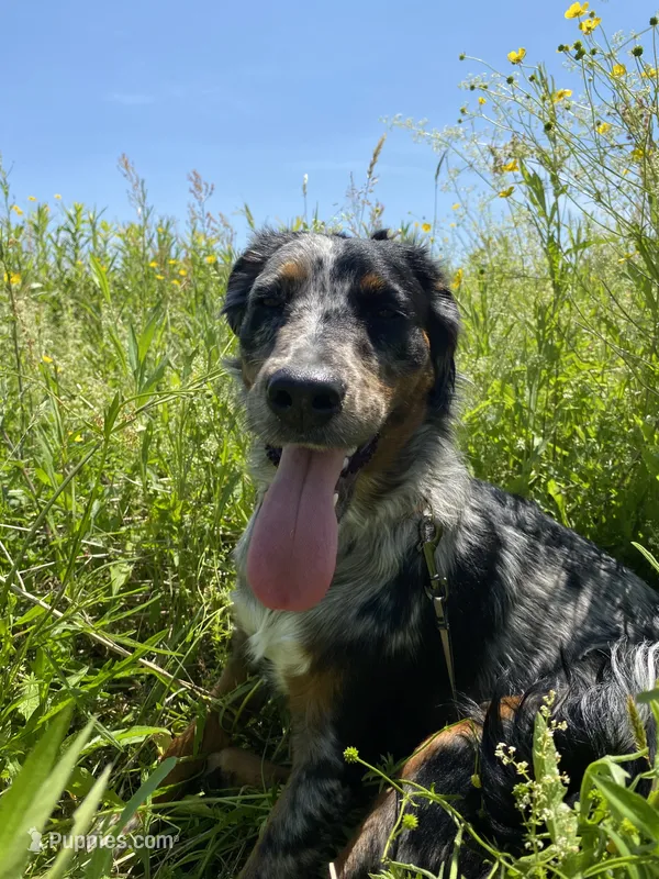Dahlia – Cairn Terrier, Border Collie puppy for sale in New Hartford, NY