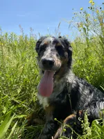Dahlia, a female Cairn Terrier and Border Collie for sale in New Hartford, NY – 1 of 7