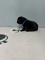 Bear, a male French Bulldog for sale in Bakersfield, CA – 3 of 3