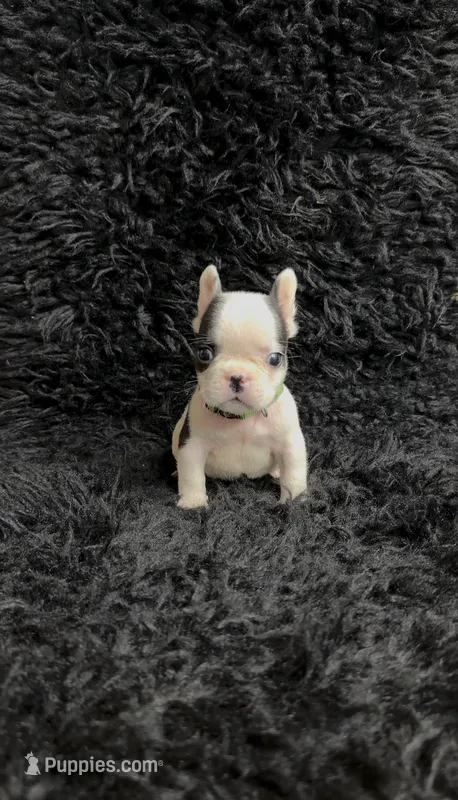 Lucky – French Bulldog puppy for sale in Bakersfield, CA