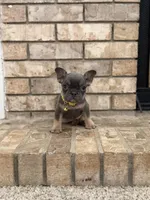 Milo, a male French Bulldog for sale in Bakersfield, CA – 4 of 6