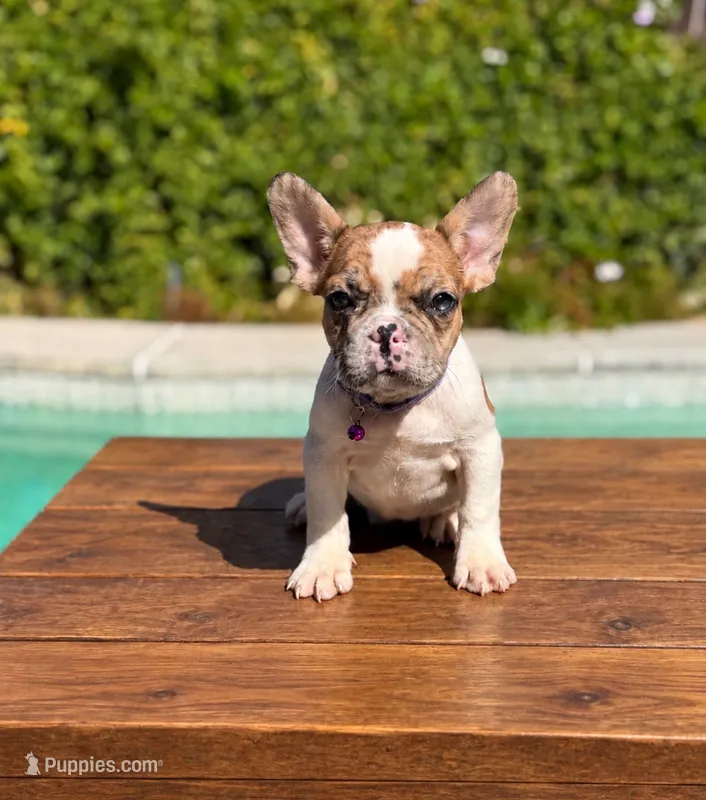 Nala – French Bulldog puppy for sale in Bakersfield, CA