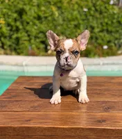Nala, a female French Bulldog for sale in Bakersfield, CA – 1 of 5