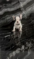 Lucky, a male French Bulldog for sale in Bakersfield, CA – 1 of 6