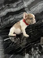 Nala, a female French Bulldog for sale in Bakersfield, CA – 5 of 5