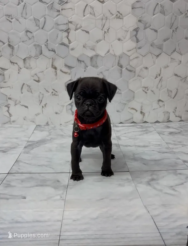 Lyla – Pug puppy for sale in Bakersfield, CA