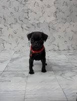 Lyla, a female Pug for sale in Bakersfield, CA – 1 of 1