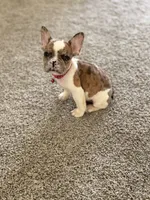 Nala, a female French Bulldog for sale in Bakersfield, CA – 5 of 6