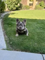 Bentley , a male French Bulldog for sale in Bakersfield, CA – 7 of 7