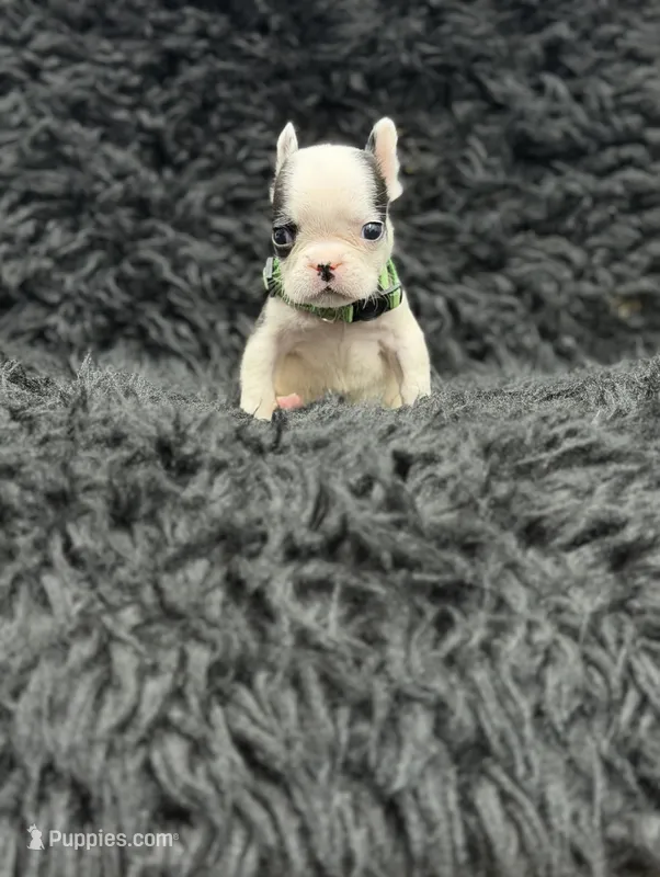 Lucky – French Bulldog puppy for sale in Bakersfield, CA