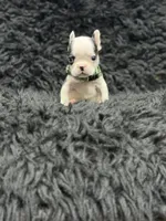 Lucky, a male French Bulldog for sale in Bakersfield, CA – 1 of 4